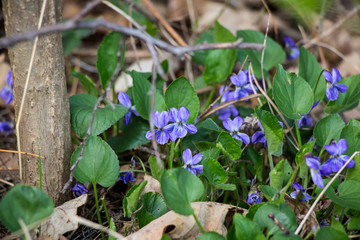 little blue flowers in the garden