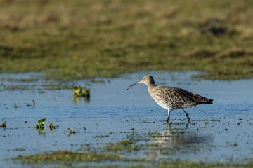 Curlew Wading through Flooded Field