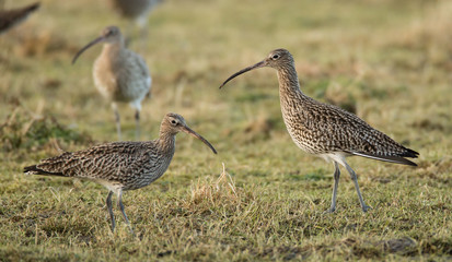 Curlew on Grassland