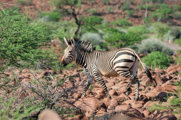 Fototapeta na wymiar Zebra, Namibia
