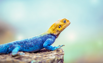 African lizard in Kenya