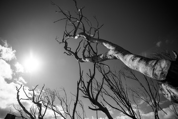 Wide angle view of dead tree branches extending into the sky