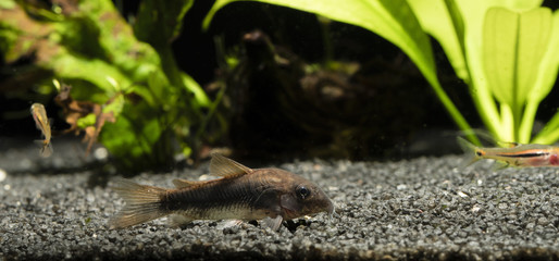 Corydoras -  fish aquarium at the bottom with plants in the background.