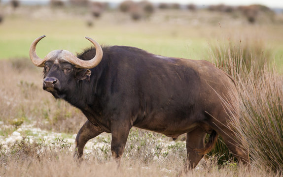 Close up image of Cape Buffalo in a nature reserve in South Africa