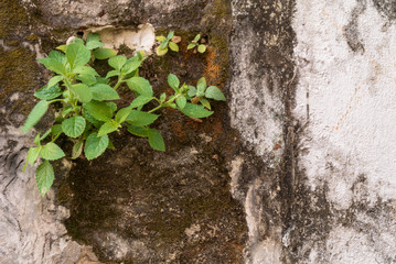 green ivy on the wall