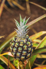 Fototapeta premium Small pineapple growing on plantation in Hawaii