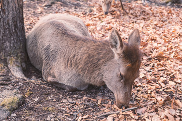 Female elk laying by the tree in the forest