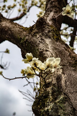blossoming magnolia flowers and magnolia trees with branches. big flowers with petals close up and blue sky background