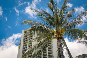 Fototapeta premium Palm tree and hotel building with blue sky background on Oahu island, Hawaii