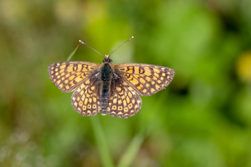Butterfly insect nature macro