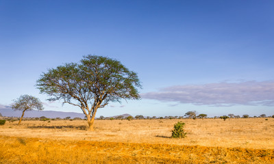 Savannah plains landscape in Kenya - 248308529