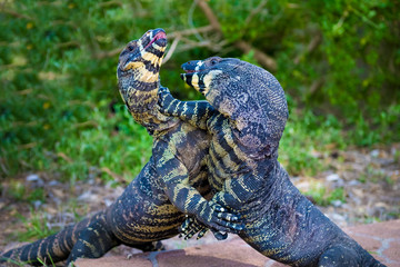 Two Lace Goannas, Australian monitor lizards fighting ferociously