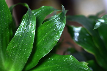 Fresh briaght green leaves with dew rain drop close up. Background