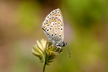 Fototapeta na wymiar Butterfly insect nature macro