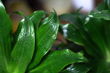 Fresh briaght green leaves with dew rain drop close up. Background