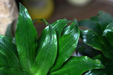 Fresh briaght green leaves with dew rain drop close up. Background