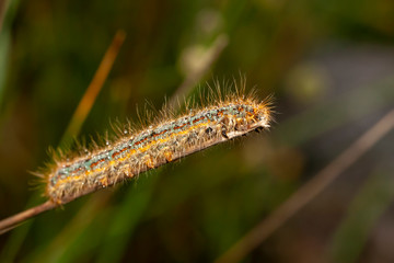 Butterfly insect nature macro