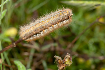 Butterfly insect nature macro