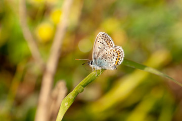 Butterfly insect nature macro