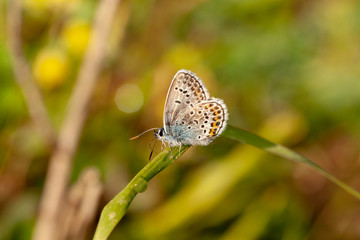 Butterfly insect nature macro