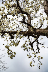 Fototapeta premium blossoming magnolia flowers and magnolia trees with branches. big flowers with petals close up and blue sky background