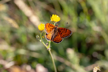 Butterfly insect nature macro