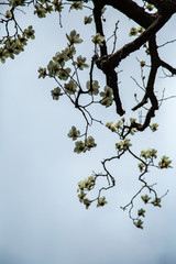 blossoming magnolia flowers and magnolia trees with branches.  big flowers with petals close up and blue sky background