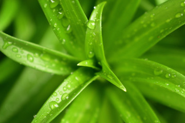 green leaf with water drops