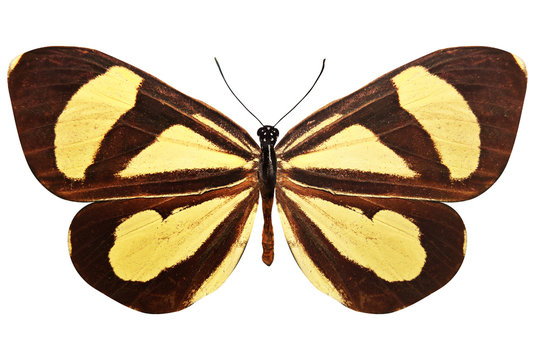 รูปภาพAstyanax เลือกดูภาพถ่ายสต็อก เวกเตอร์ และวิดีโอ187 Adobe Stock