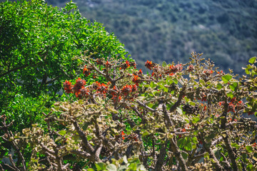 Fototapeta na wymiar Tree with blooming red flowers in the garden in Hawaii