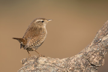 Ritratto di uno scricciolo comune (Troglodytes troglodytes)