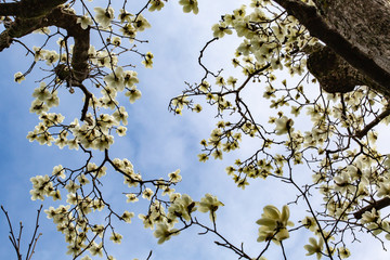 blossoming magnolia flowers and magnolia trees with branches.  big flowers with petals close up and blue sky background