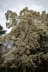blossoming magnolia flowers and magnolia trees with branches.  big flowers with petals close up