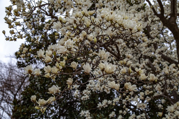 blossoming magnolia flowers and magnolia trees with branches.  big flowers with petals close up