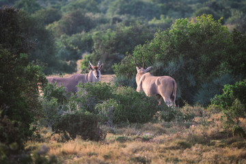 Two big eland antelopes in Addo National Park, South Africa