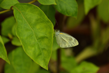 butterfly on a green leaf