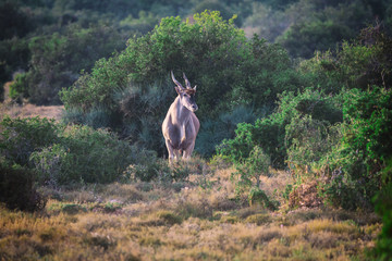 Big eland antelope in Addo National Park, South Africa