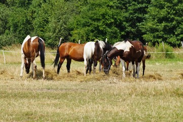 Obraz na płótnie Canvas Beautiful horses on a farm. Horses in the summer in the meadow