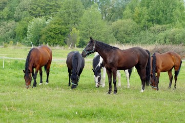 Fototapete bei efototapeten.de bestellen   