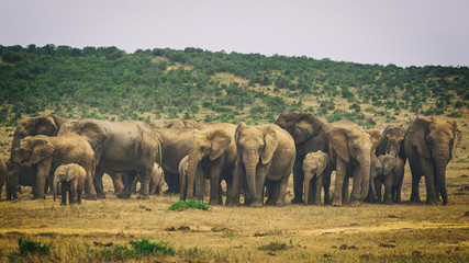 Fototapeta premium Big herd of african elephants in Addo National Park, South Africa