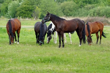 Fototapeta na wymiar Beautiful horses on a farm. Horses in the summer in the meadow