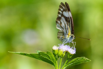 butterfly on flower