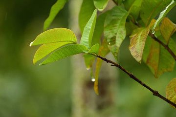 green leaves of tree