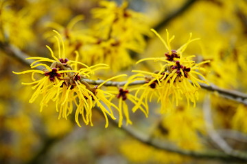 Witch Hazel, Hamamelis virginiana