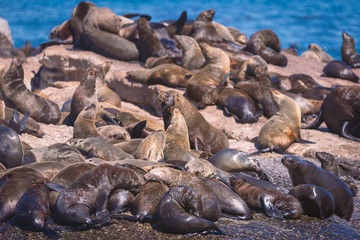 Seals on a Hout Bay seal island in Cape Town, South Africa
