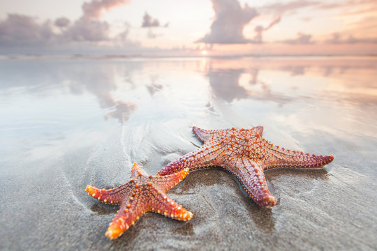 Two starfish on a summer beach