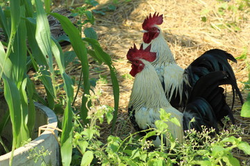 rooster on farm
