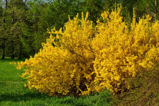 forsythia bush in spring park - early spring
