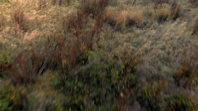 Aerial Close-up: Wild Plants on Meadow