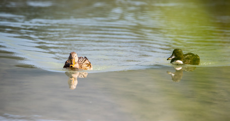 Female ducks are swimming in a river, reflecting water